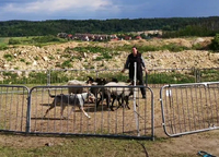 Merki na tréninku pasení u Beatky - pasení Libušín