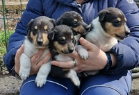 Zleva: pejsek Navajo, fenky Nebrasca, Nuuk Saarskali a Navarra
