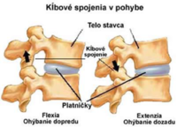 Chrbtica je zložená z 33 stavcov, medzistavcových platničiek a väzov, delenie stavcov: krčné, hrudné, driekové, krížové a kostrč