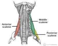 mm. scaleni
