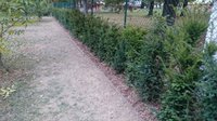 Živý plot