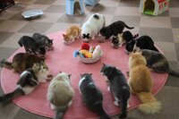 あなたも可愛い猫ちゃんと遊びませんか!?ブリーダーさんトリマーさん募集!
