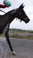 GAZAL V 6 HEKTOR v posledním kole CEI* /foto Kristýna Kroupová