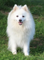 I'yeva Griotte Of Bloom White