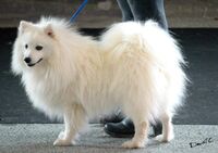 Magic Dog Land Hatiko