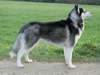 Legend of the guardians Of Noble's Snowstars