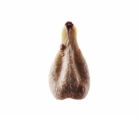 Grape Seed Extract Decreases Estrogen Levels
