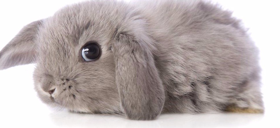 Bebes conejo mini lop