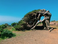 Sabina símbolo de la isla