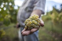 Uvas