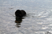 I and Marit took Flores down to the water, Telegrafbukta was the name of this place. Flores loved it
