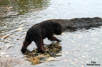 I and Marit took Flores down to the water, Telegrafbukta was the name of this place. Flores loved it