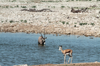 Ve vodě přímorožec jihoafrický (gemsbok) a na břehu antilopa skákavá (springbok).