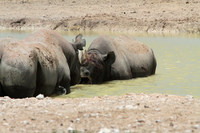 Nosorožci černí z parku Etosha