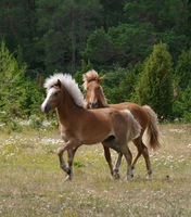 icelandic horses