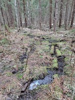 Kairausputkista pulpunneen veden soistuttamaa metsää Rantasalmella keväällä 2021. Kuvat: Mari Piira, Osikonmäen kyläyhdistys