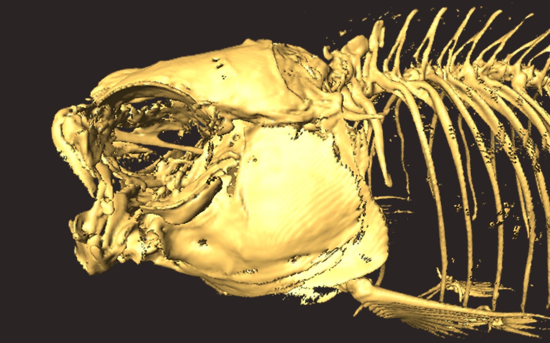 Jawless Zebrafish Evolutionary Morphology