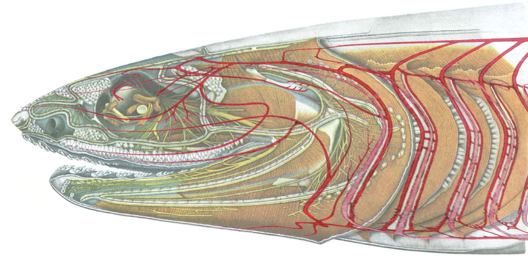 Jaw Origins Evolutionary Morphology