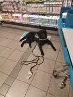 Banjer wachten in de winkel