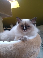 Lea de Lawren, seal mitted with blaze