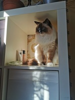 Lea de Lawren, seal mitted with blaze