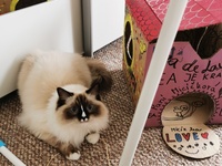 Lea de Lawren, seal mitted with blaze