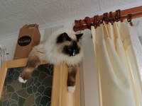 Lea de Lawren, seal mitted with blaze