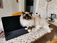 Lea de Lawren, seal mitted with blaze
