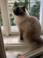 Lisbeth de Lawren, seal mitted