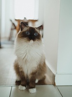Lisbeth de Lawren, seal mitted