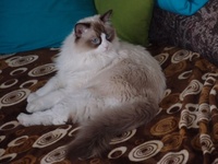 Matty de Lawren, seal bicolor