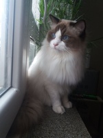 Margo de Lawren, seal bicolor