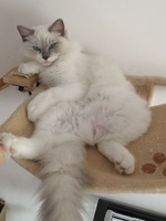 Mixie de Lawren, blue bicolor