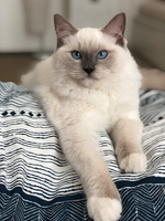 Mikael de Lawren, blue mitted