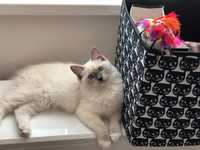 Mikael de Lawren, blue mitted