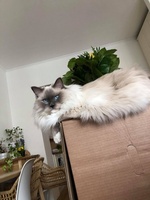 Mikael de Lawren, blue mitted