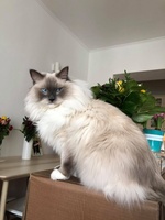 Mikael de Lawren, blue mitted