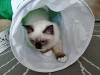 Nicolas de Lawren, seal mitted