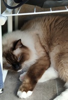 Nicolas de Lawren, seal mitted