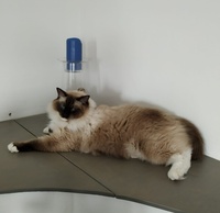 Nicolas de Lawren, seal mitted