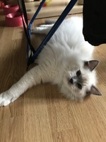 Nikko de Lawren, blue mitted