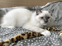 Nikko de Lawren, blue mitted
