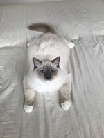 Nikko de Lawren, blue mitted