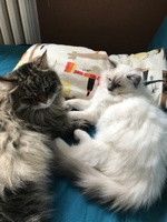 Leonek a Nikko
