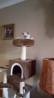 Odisha de Lawren, blue mitted