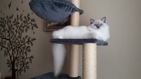 Odisha de Lawren, blue mitted