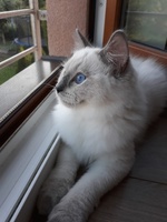 Oliver de Lawren, blue colorpoint
