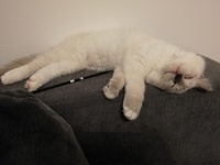Olivia de Lawren, blue mitted