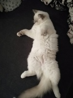 Olivia de Lawren, blue mitted