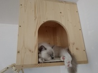 Olivia de Lawren, blue mitted